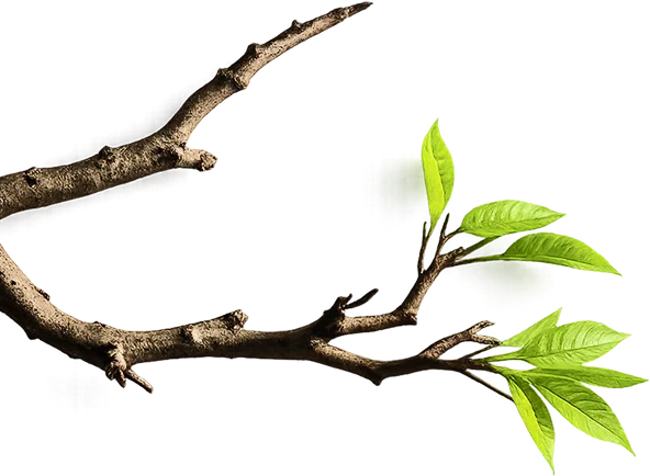 left_branch